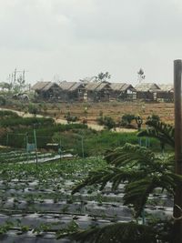 Plants growing on field by houses against sky