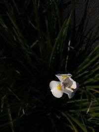 Close-up of white flowers blooming outdoors