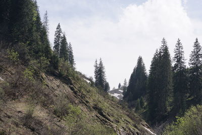 Panoramic view of trees on mountain against sky