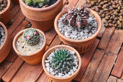 High angle view of potted plants on table