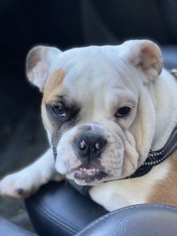 Close-up portrait of bulldog relaxing in the car
