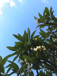 Low angle view of flower tree against blue sky