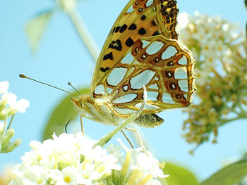 Lesser fritillary, butterfly on white buddleia