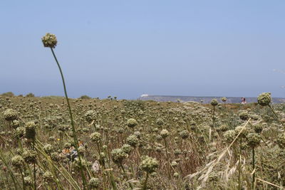 Scenic view of calm sea against clear sky