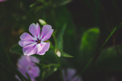 Close-up of purple flowering plant