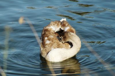 View of birds in water