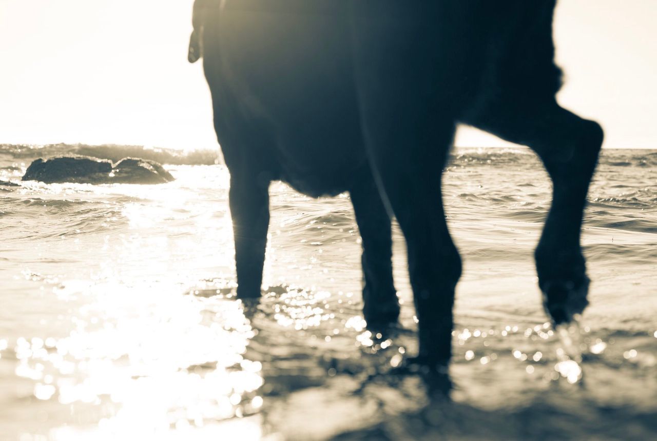 LOW SECTION OF HORSES WALKING ON BEACH
