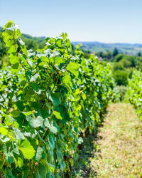 View of vineyard against sky