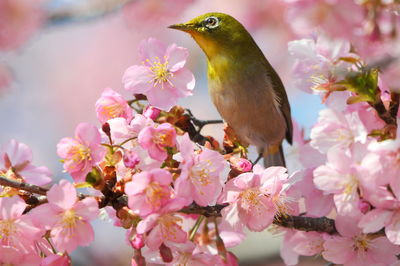Japanese white-eye perching on branch of cherry tree