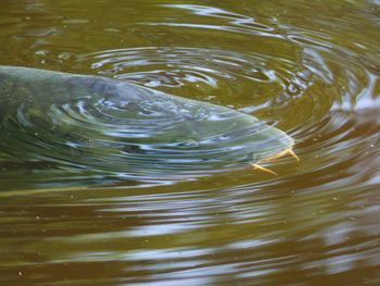 Close-up of turtle swimming in water