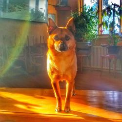 Close-up portrait of dog