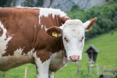 Close-up of cow standing in field