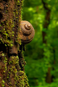 Close-up of snail on tree trunk