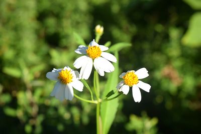 Close-up of white flowering plant