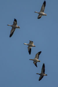 Low angle view of seagulls flying in sky