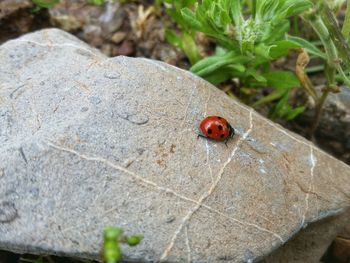 High angle view of ladybug on rock