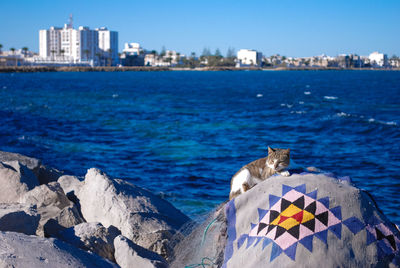 A cat is lying and relaxing in a scenic view of sea and buildings against sky