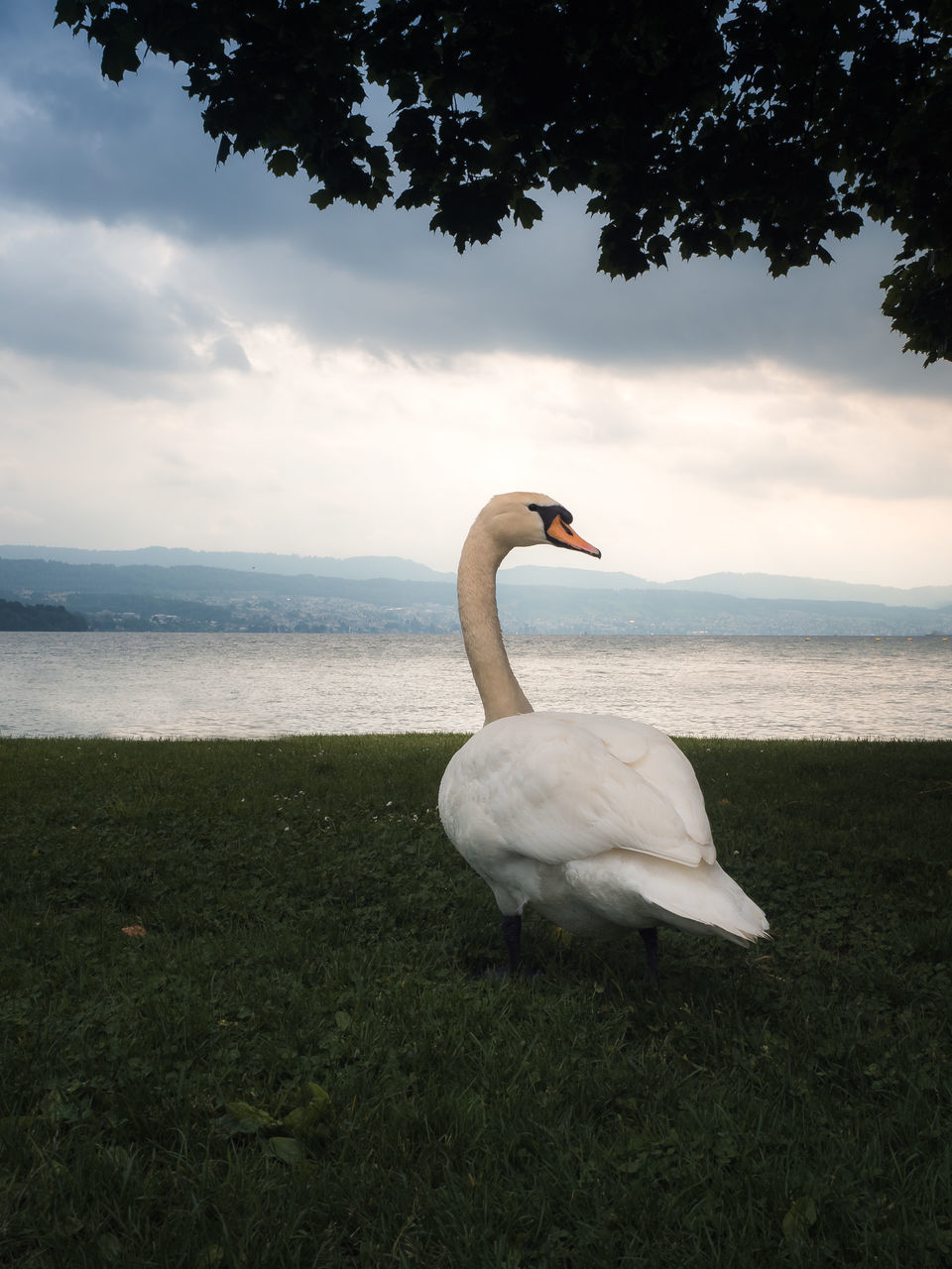 SWAN ON A SEA