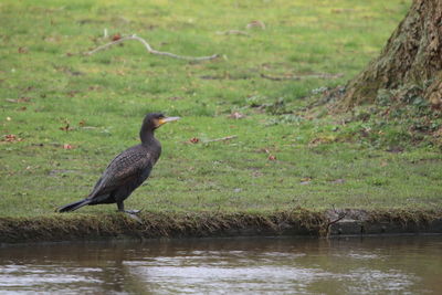 Bird perching on a land