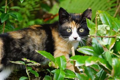 Portrait of tortoiseshell cat standing by plants