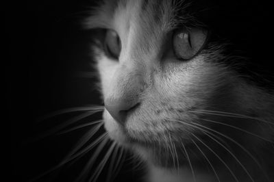 Close-up portrait of cat with eyes closed