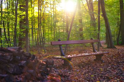Bench by trees in forest during autumn
