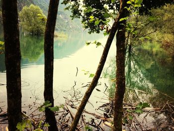 Reflection of trees in water