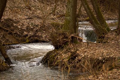 Scenic view of river in forest