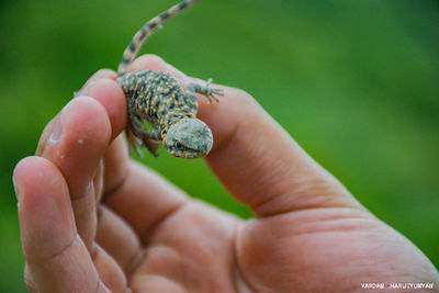 Close-up of hand holding small