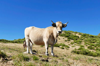 Portrait of a cow of french breed aubrac against blue sky