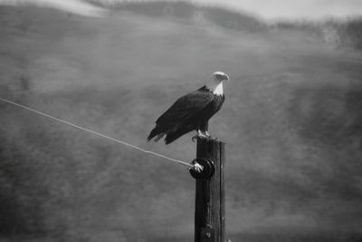 Bald eagle perching on wooden post