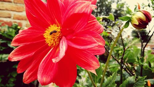 Close-up of honey bee on pink flower