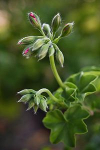 Close-up of flowering plant