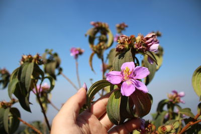 Close-up of hand holding pink flowering plant against sky