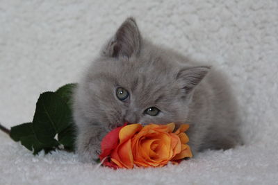 Portrait of cat on rose