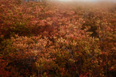 Close-up of flowers growing in field