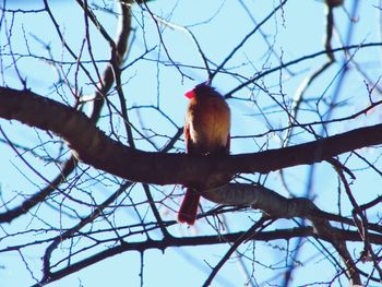 Low angle view of bird perching on bare tree