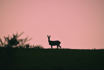 Silhouette horse standing on field against sky during sunset