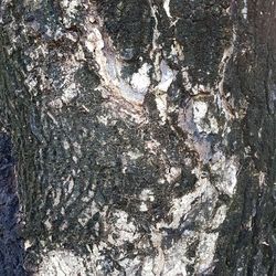 Full frame shot of tree trunk