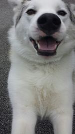Close-up portrait of a dog