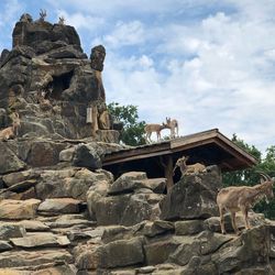 Low angle view of lion on rock against sky