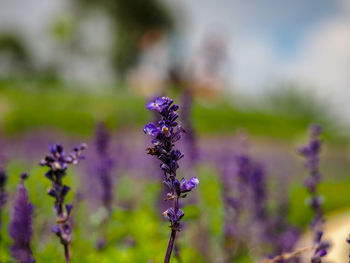 Close-up of purple flowering plant on field