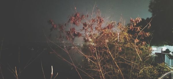 Close-up of flowering plants by lake against sky