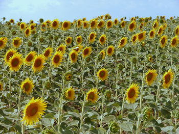 Sunflowers growing on field