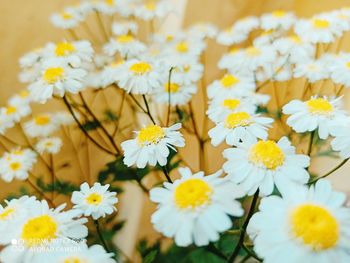 Close-up of white daisy flowers on field