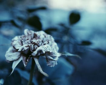Close-up of frozen plant