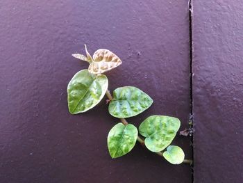 High angle view of green leaves on water