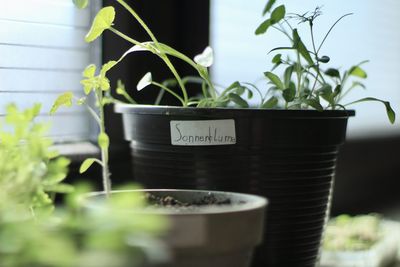 Close-up of potted plant