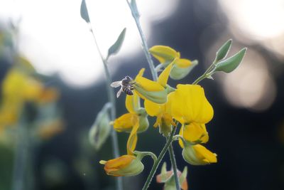 Close-up of yellow flowering plant