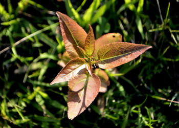 Close-up of butterfly on leaves